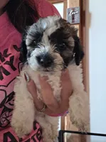 Mr. Louie , a male Maltipoo and Shihpoo for sale in Monroe, NC – 2 of 4