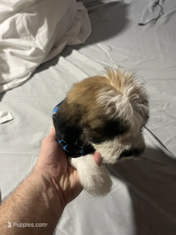 Mr. Louie 🐶 🦴  – Maltipoo, Shihpoo puppy for sale in Monroe, NC