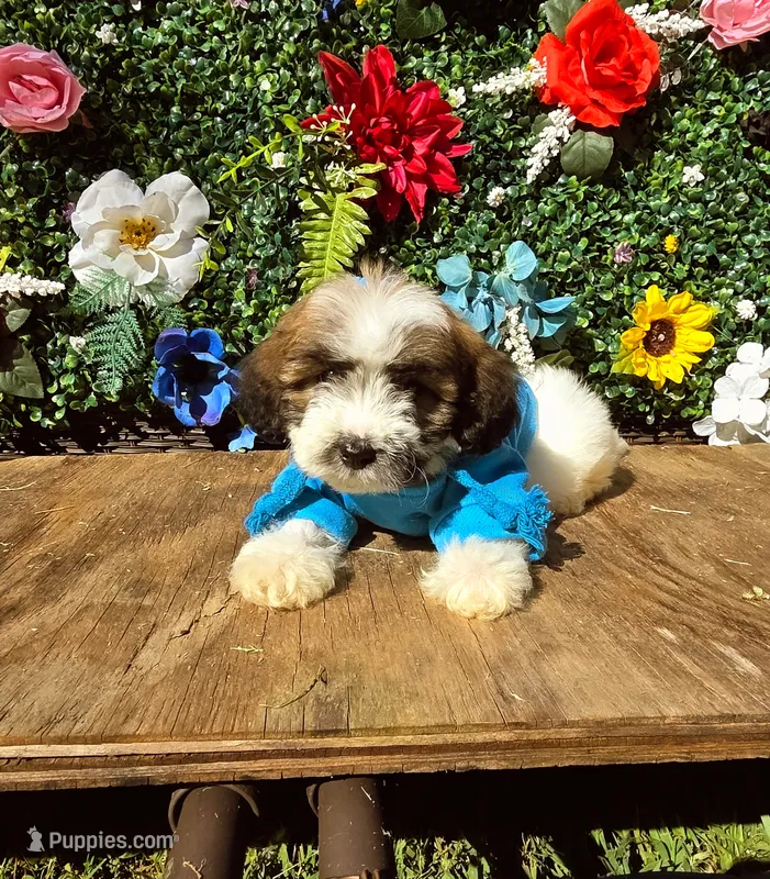 Mr. Louie 🐶 🦴  – Maltipoo, Shihpoo puppy on hold in Monroe, NC