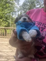 Pac , a male Maltipoo and Shihpoo for sale in Monroe, NC – 4 of 4