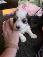 processed/30d62a18-35a1-4a29-8611-c0a1a407f404/listing/149e15f1-9c4d-495b-8531-e2c75f34a95b/11ac1ea9-0f2a-4bfe-9a12-f2bdf2b68103