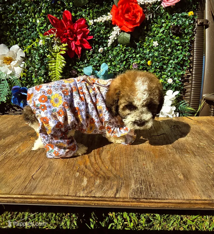 Ms. Lulu 🐾 💜  – Maltipoo, Shihpoo puppy for sale in Monroe, NC