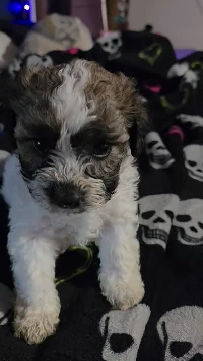 Mr. Louie , a male Maltipoo and Shihpoo for sale in Monroe, NC – 4 of 4