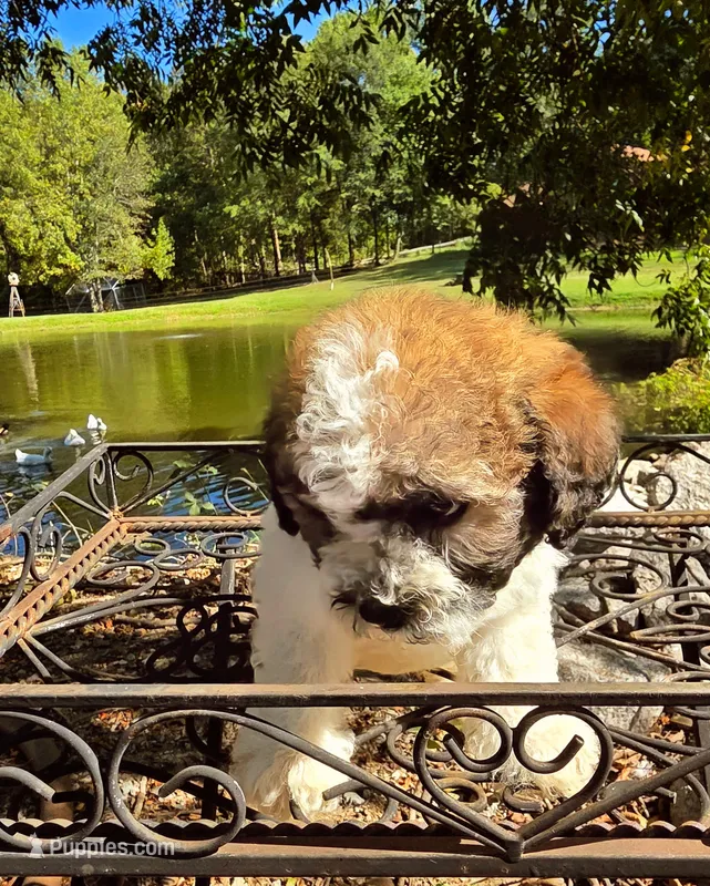 Ms. Lulu 🐾 💜  – Maltipoo, Shihpoo puppy for sale in Monroe, NC