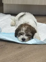 Pac , a male Maltipoo and Shihpoo for sale in Monroe, NC – 6 of 6