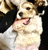 Pasta, a female Maltipoo and Shihpoo for sale in Monroe, NC – 4 of 5