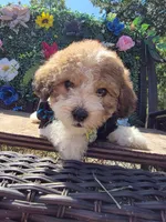 Pac , a male Maltipoo and Shihpoo for sale in Monroe, NC – 4 of 6