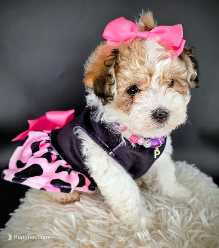 *Wait list only*  Secure your spot! 🐶 🐾  – Maltipoo, Shihpoo puppy for sale in Monroe, NC