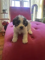 Gordo , a male Maltipoo and Shihpoo for sale in Waxhaw, NC – Photo 2 of 5