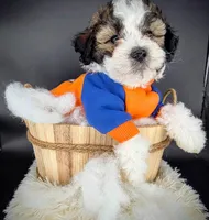 Gordo , a male Maltipoo and Shihpoo for sale in Waxhaw, NC – Photo 1 of 5