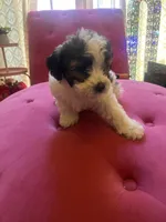 Gordo , a male Maltipoo and Shihpoo for sale in Waxhaw, NC – Photo 4 of 5
