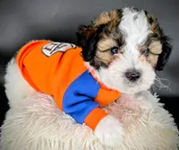 Gordo , a male Maltipoo and Shihpoo for sale in Waxhaw, NC – Photo 3 of 5