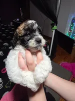 Sassy , a female Maltipoo and Shihpoo for sale in Monroe, NC – 4 of 7