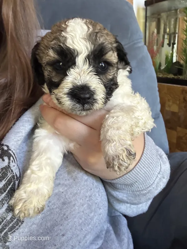 Ms. Eyebrows  – Maltipoo, Shihpoo puppy for sale in Monroe, NC