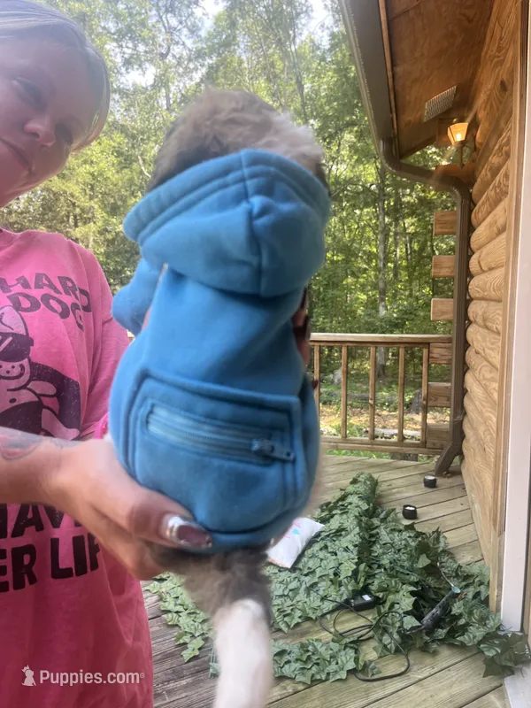 Pac  – Maltipoo, Shihpoo puppy on hold in Monroe, NC