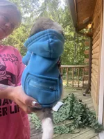 Pac , a male Maltipoo and Shihpoo for sale in Monroe, NC – 2 of 4