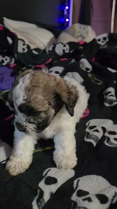 Ms. Eyebrows , a female Maltipoo and Shihpoo for sale in Monroe, NC – 2 of 7
