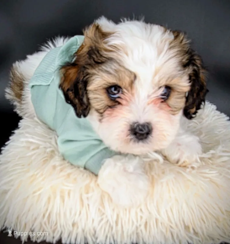 *Wait list only*  Secure your spot! 🐶 🐾  – Maltipoo, Shihpoo puppy for sale in Monroe, NC