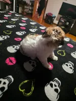 Sassy , a female Maltipoo and Shihpoo for sale in Monroe, NC – 3 of 7