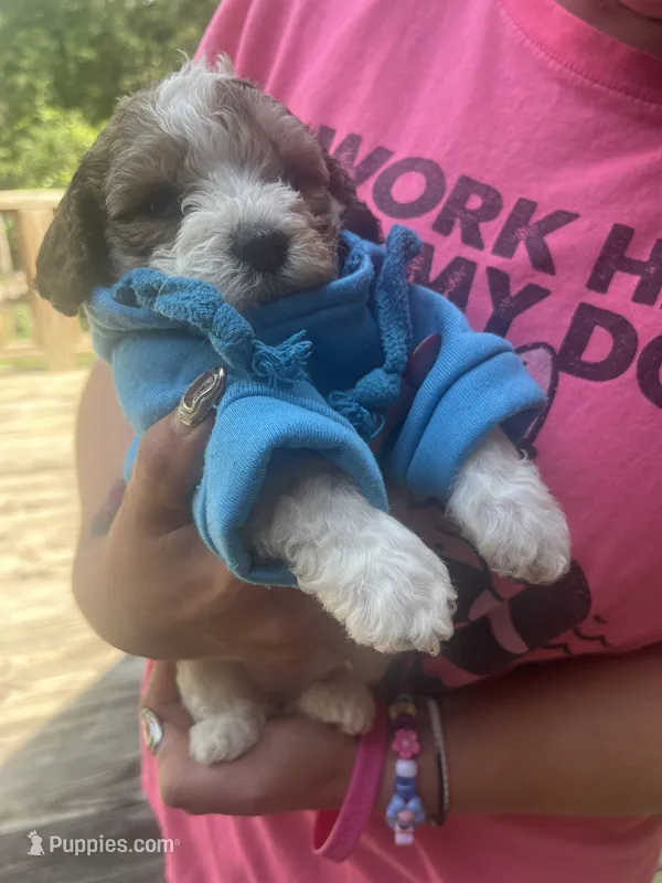 Pac  – Maltipoo, Shihpoo puppy on hold in Monroe, NC
