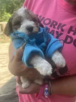 Pac , a male Maltipoo and Shihpoo for sale in Monroe, NC – 3 of 4