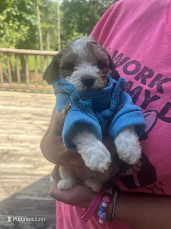 Pac  – Maltipoo, Shihpoo puppy on hold in Monroe, NC