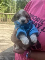 Pac , a male Maltipoo and Shihpoo for sale in Monroe, NC – 1 of 4