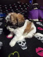 Sassy , a female Maltipoo and Shihpoo for sale in Monroe, NC – 2 of 7