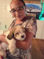 Pac , a male Maltipoo and Shihpoo for sale in Monroe, NC – 3 of 6