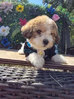 Pac , a male Maltipoo and Shihpoo for sale in Monroe, NC – 2 of 6