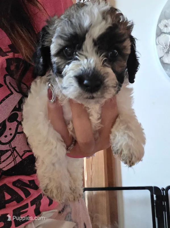 Mr. Louie  – Maltipoo, Shihpoo puppy for sale in Monroe, NC