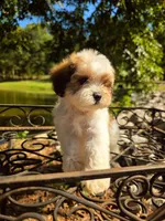 Pac , a male Maltipoo and Shihpoo for sale in Monroe, NC – 5 of 6