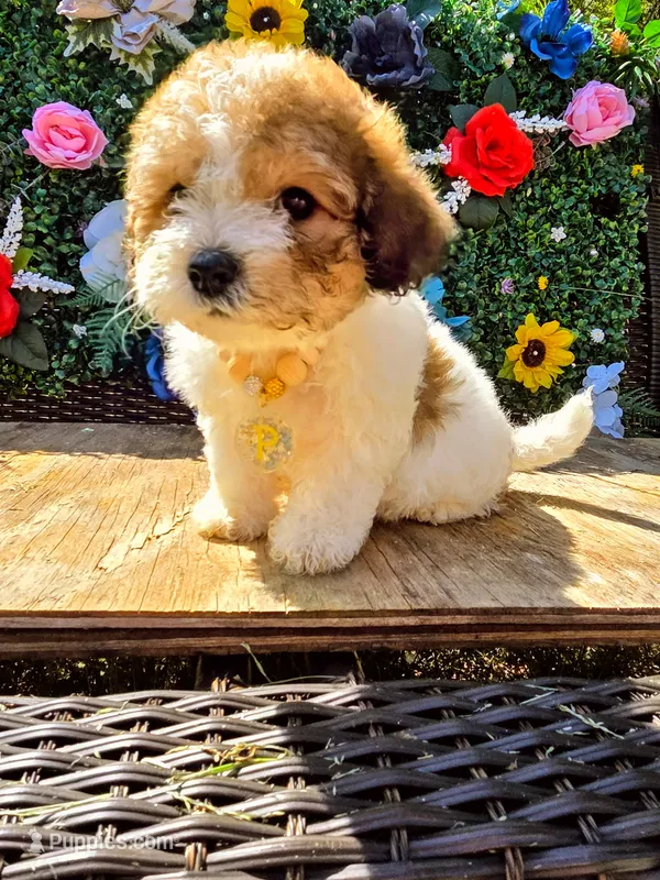 Pac  – Maltipoo, Shihpoo puppy for sale in Monroe, NC