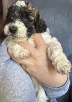 Ms. Eyebrows , a female Maltipoo and Shihpoo for sale in Monroe, NC – 6 of 7