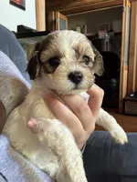 Pasta, a female Maltipoo and Shihpoo for sale in Monroe, NC – 3 of 5
