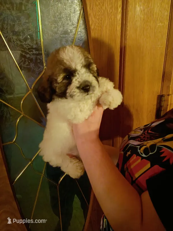 Ms. Lulu 🐾 💜  – Maltipoo, Shihpoo puppy for sale in Monroe, NC