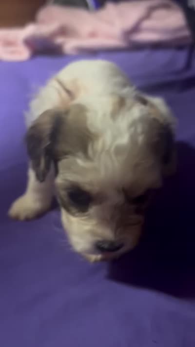 Pasta, a female Maltipoo and Shihpoo for sale in Monroe, NC – 2 of 5