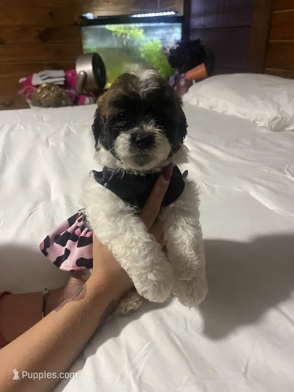 Ms. Sassy 🐶 💁‍♀️  – Maltipoo, Shihpoo puppy for sale in Monroe, NC