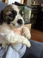 Ms. Eyebrows , a female Maltipoo and Shihpoo for sale in Monroe, NC – 5 of 7