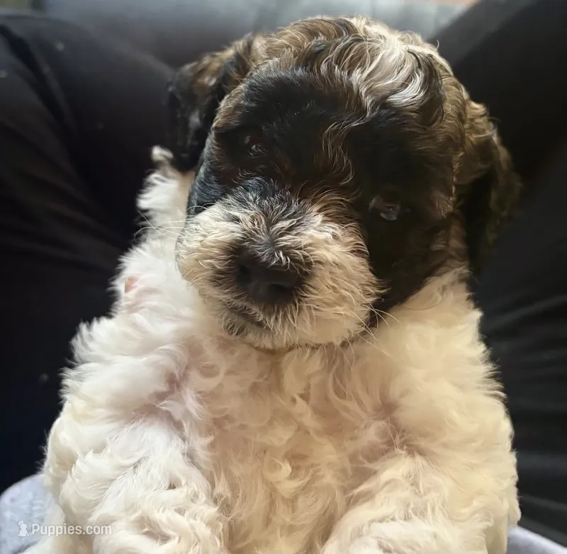 Betty 🐾 💜  – Maltipoo, Shihpoo puppy for sale in Monroe, NC