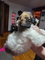 Sassy , a female Maltipoo and Shihpoo for sale in Monroe, NC – 6 of 7