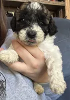 Ms. Eyebrows , a female Maltipoo and Shihpoo for sale in Monroe, NC – 3 of 7