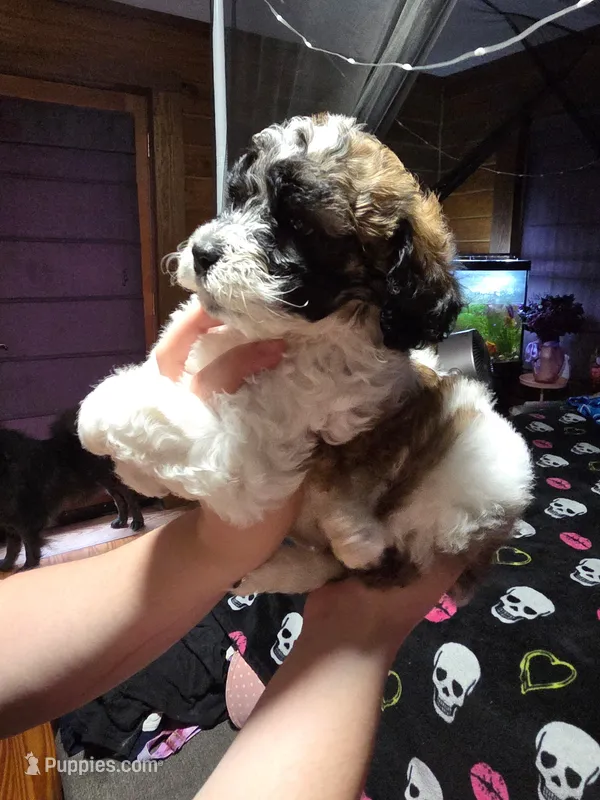 Sassy  – Maltipoo, Shihpoo puppy on hold in Monroe, NC