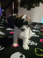 Sassy , a female Maltipoo and Shihpoo for sale in Monroe, NC – 7 of 7