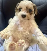Pasta, a female Maltipoo and Shihpoo for sale in Monroe, NC – 5 of 5