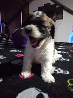 Sassy , a female Maltipoo and Shihpoo for sale in Monroe, NC – 5 of 7