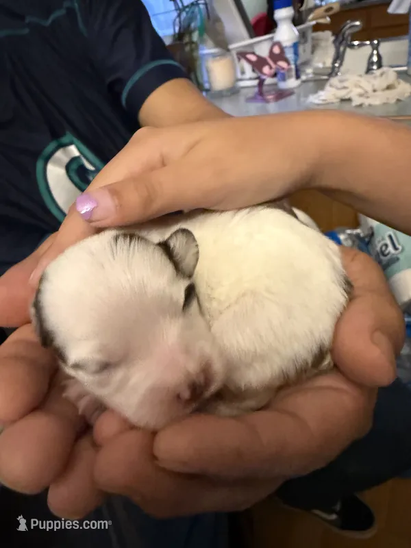 Fisher – Chihuahua, Maltese puppy for sale in Sunnyside, WA