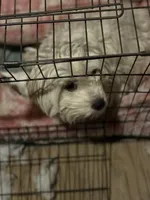 Fisher, a male Chihuahua and Maltese for sale in Sunnyside, WA – 2 of 2