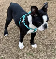 Girl 1, a female Boston Terrier for sale in Warrior, AL – Photo 2 of 5