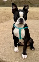 Girl 1, a female Boston Terrier for sale in Warrior, AL – Photo 3 of 5